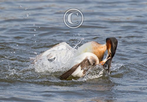   Great Crested Grebs Fighting  DM1710